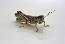 grasshopper 1920x1280 wallpaper Art HD Wallpaper